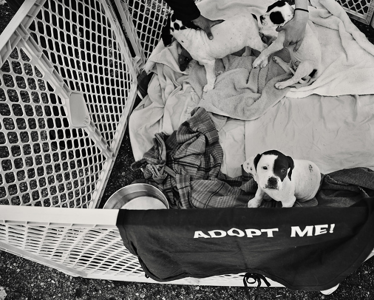 Asheville_humane_society_bw