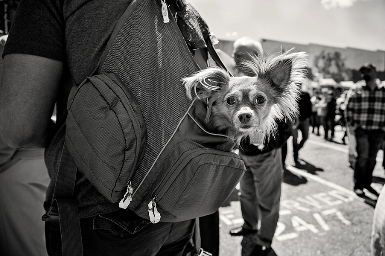 rat_pack_dog_Asheville_food_scene