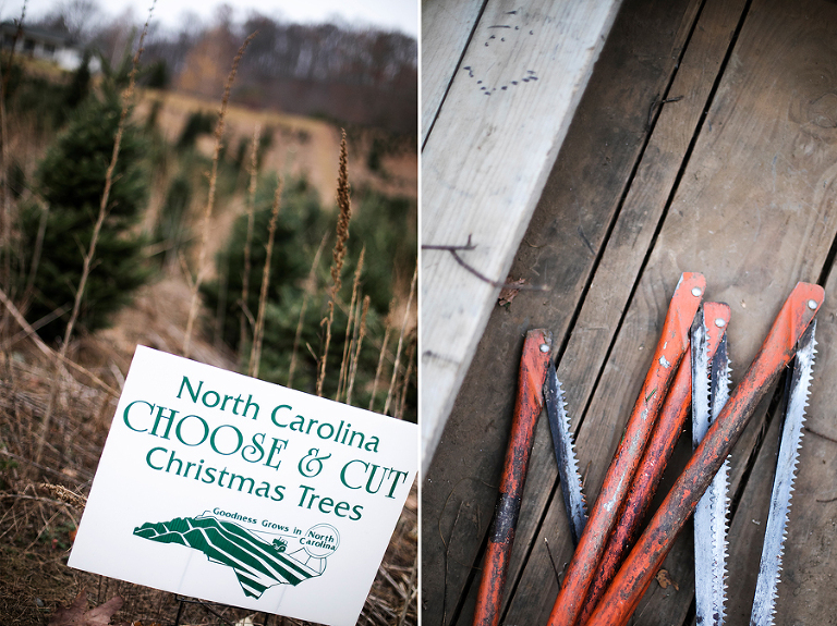 north-carolina-christmas-trees