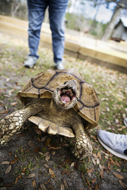 south carolina animals